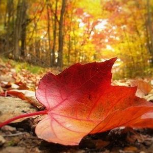 Meet your Posher, Parnian